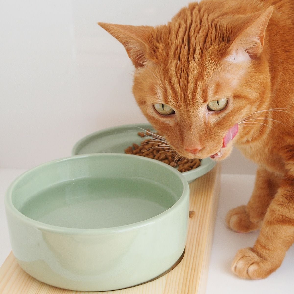 猫が水を飲まない＆食べこぼし対策。水飲み＆フードボウルセット