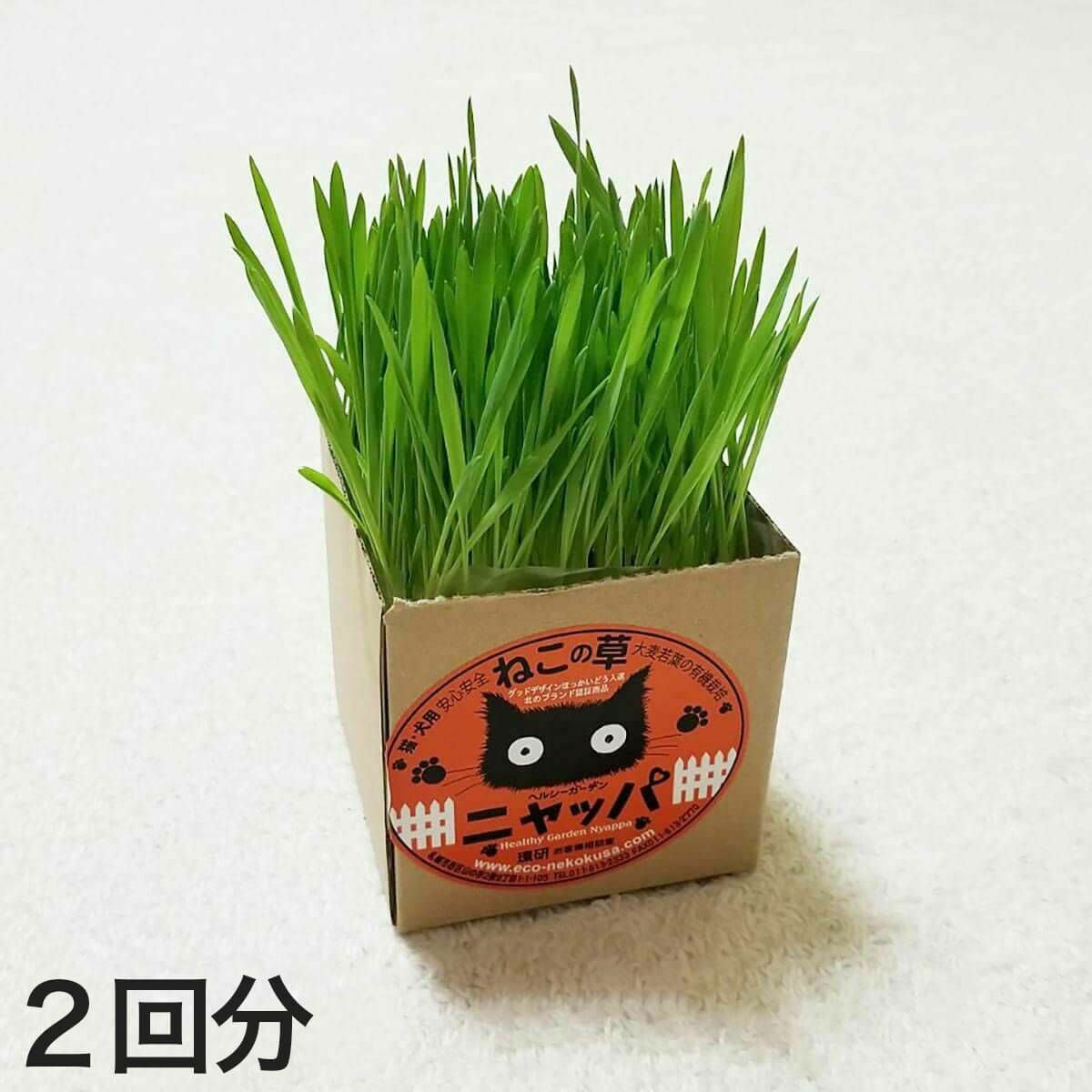 おいしい猫草で毛玉ケア｜国産猫草ならnekozuki