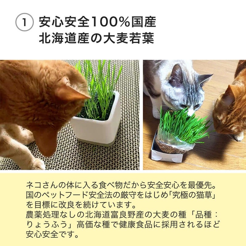 猫草ニャッパ2回分は安心安全100％国産北海道産の大麦若葉