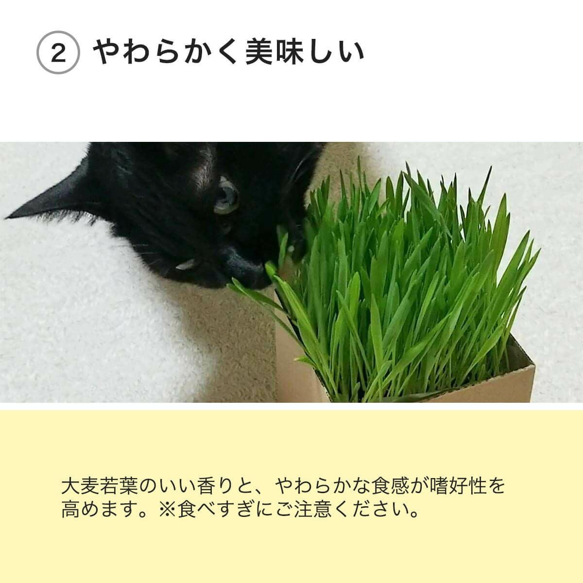 猫草ニャッパ2回分 無農薬・有機栽培で安全安心の栽培キット