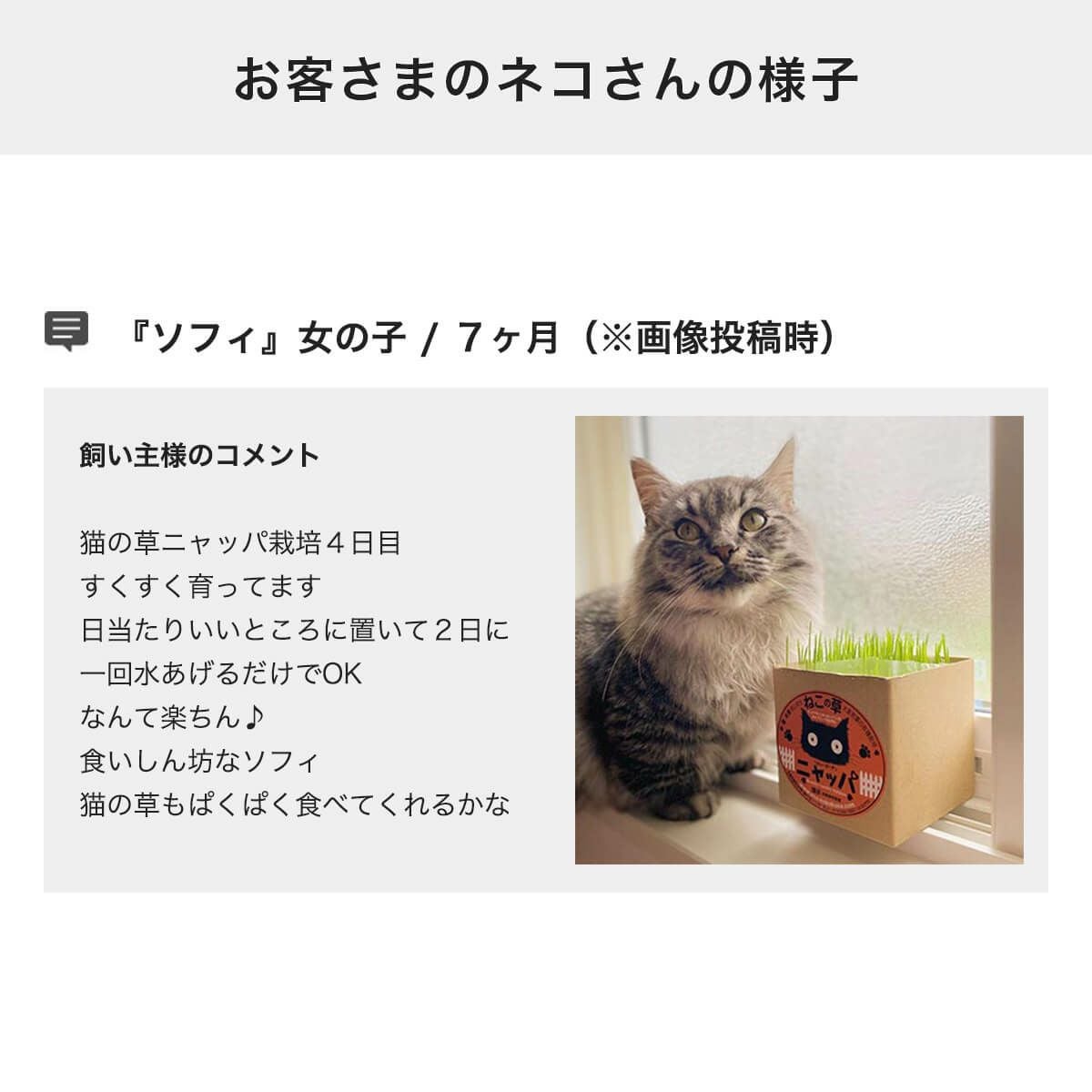 猫草ニャッパ2回分 無農薬・有機栽培で安全安心の栽培キット