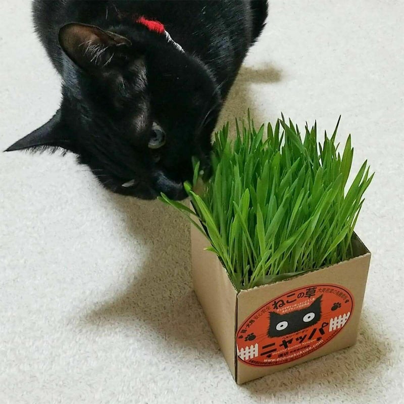 無農薬の北海道産100％。猫草ニャッパ2回分