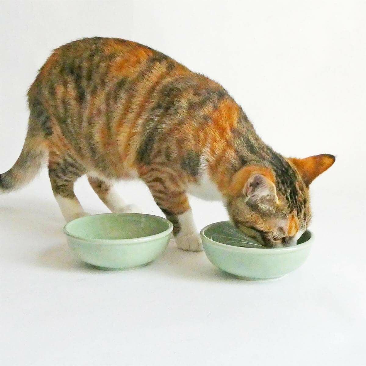 よしのちはる シェフねこスープボウル 猫おやつ、スープ用におすすめ。ヘルスウォータートリーツボウル