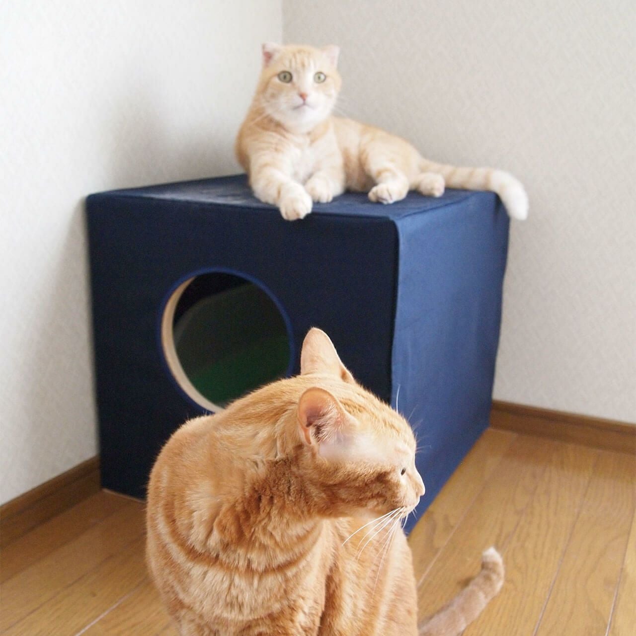 猫蔵 セミオーダー 木の本体と消臭布カバー セット | nekozuki（ねこず