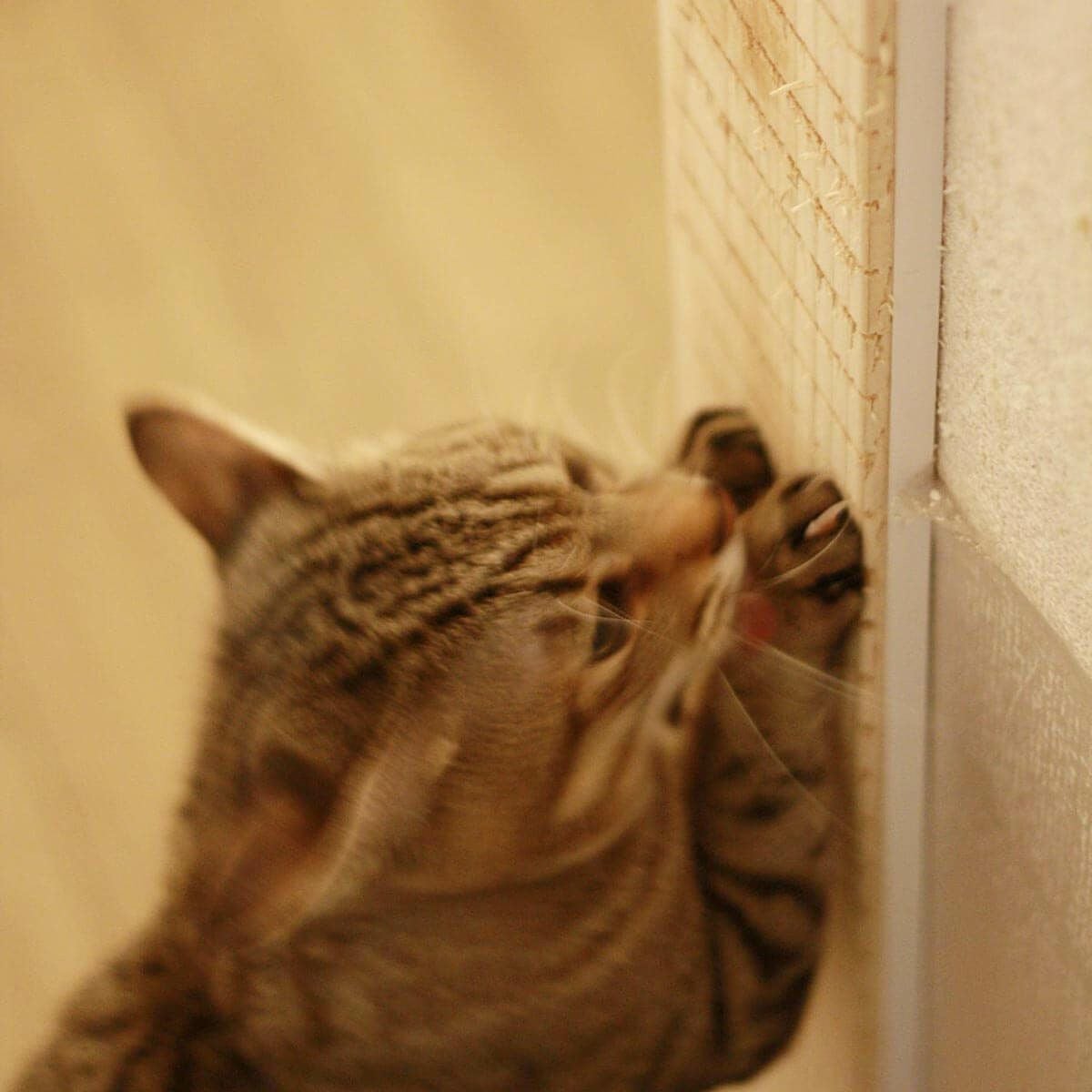 ボロボロの壁や柱に。猫爪とぎ防止の壁まもる君 三面用ぎざぎざ