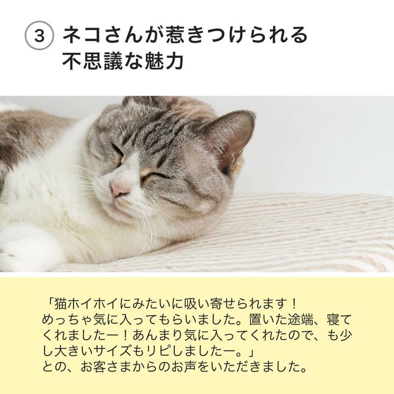 猫用マットおざぶスクエアMのネコさんが惹きつけられる不思議な魅力