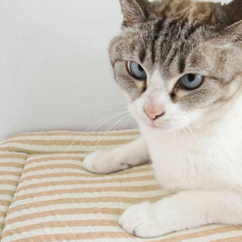 オーガニックコットン使用のリバーシブルマット猫用マットおざぶスクエアM