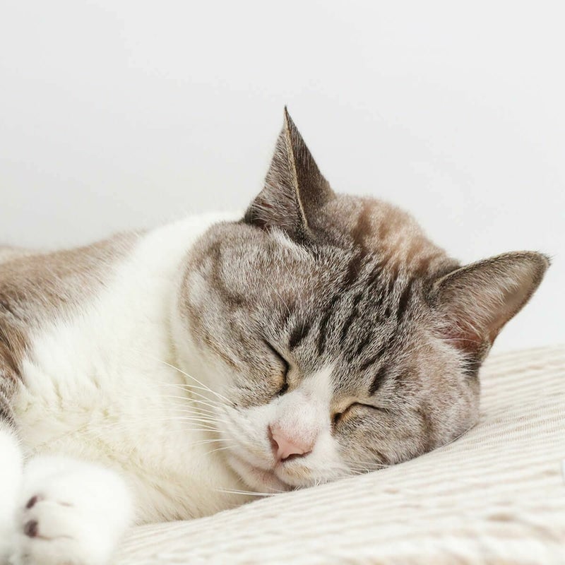 オーガニックコットン使用のリバーシブルマット猫用マットおざぶスクエアM