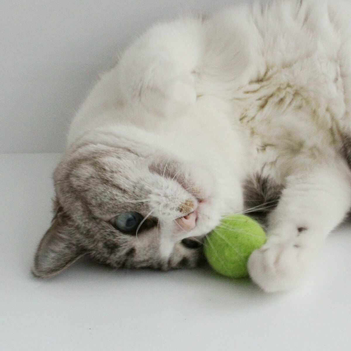 コロコロ転がる猫おもちゃで運動不足解消。フェルトボール3個入