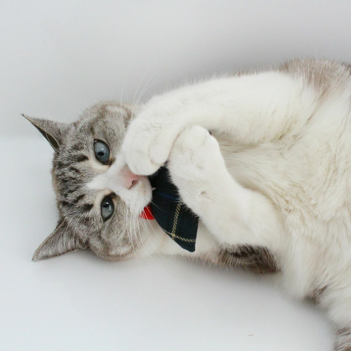 猫おもちゃ定番のねずみ＆さかなセット。お試し価格で遊び比べ