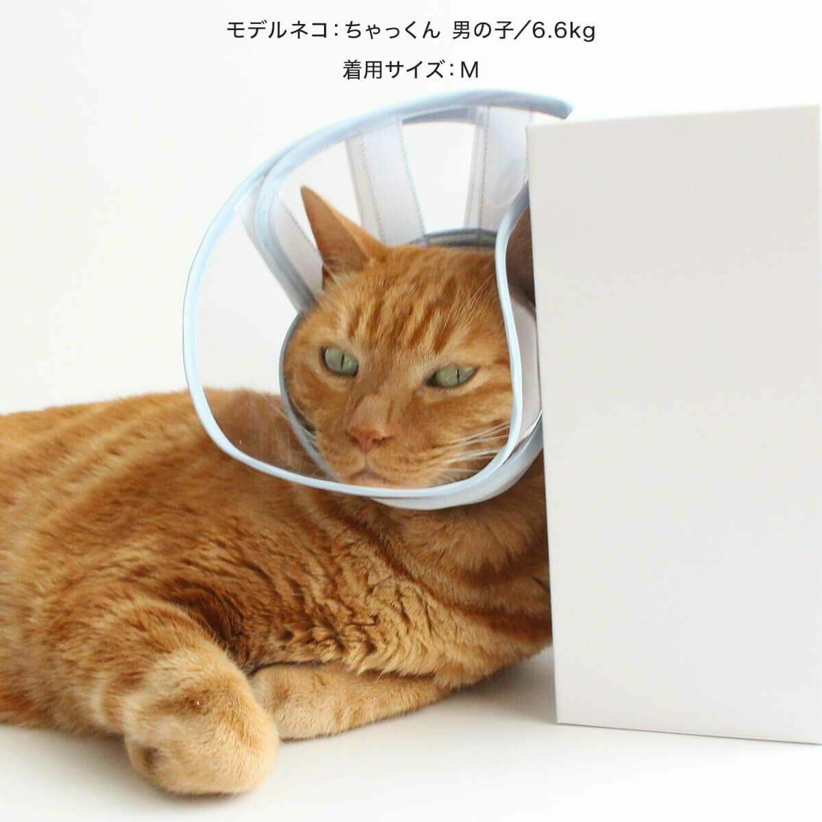 猫が嫌がらないエリザベスカラー｜寝るときも透明ソフト【nekozuki