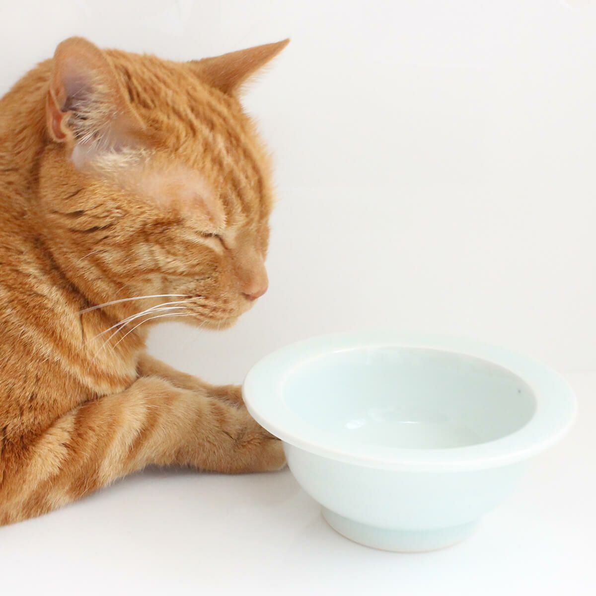 はめ込み式猫用食器台のための磁器。まんまボウルhole用