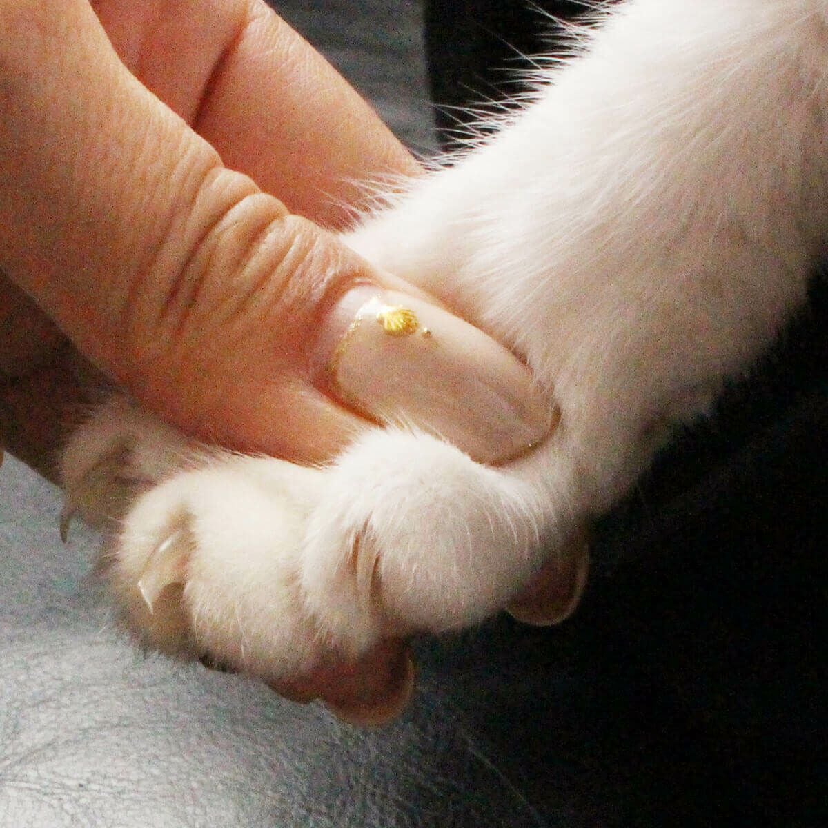 猫の爪切りが怖い初心者におすすめ。SUWADA製ニッパー