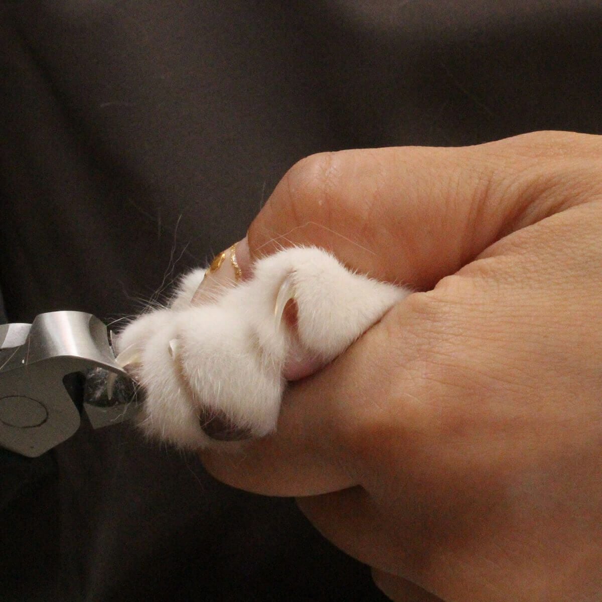 猫の爪切りが怖い初心者におすすめ。SUWADA製ニッパー