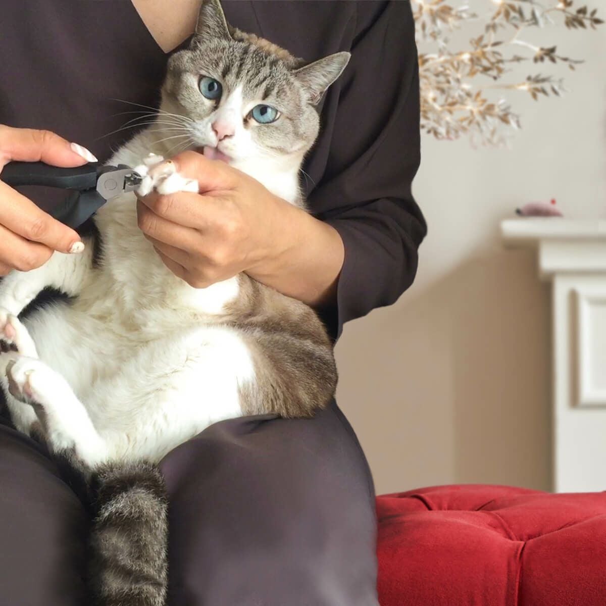 猫の爪切りが怖い初心者におすすめ。SUWADA製ニッパー