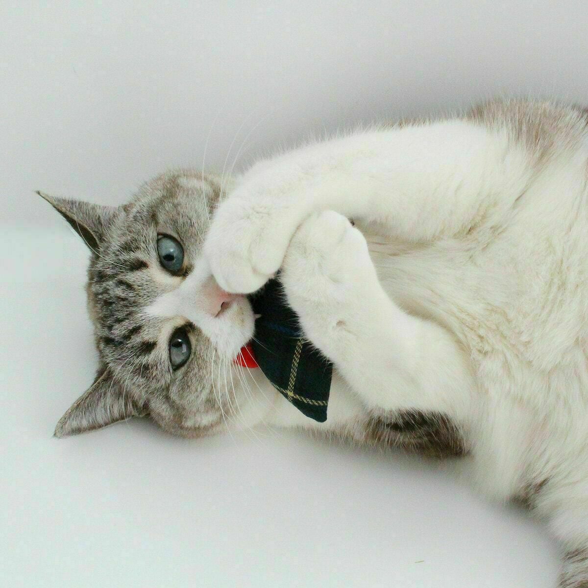 ネコが喜ぶおもちゃセット。ねこずきけりけり付おもちゃ4点セット