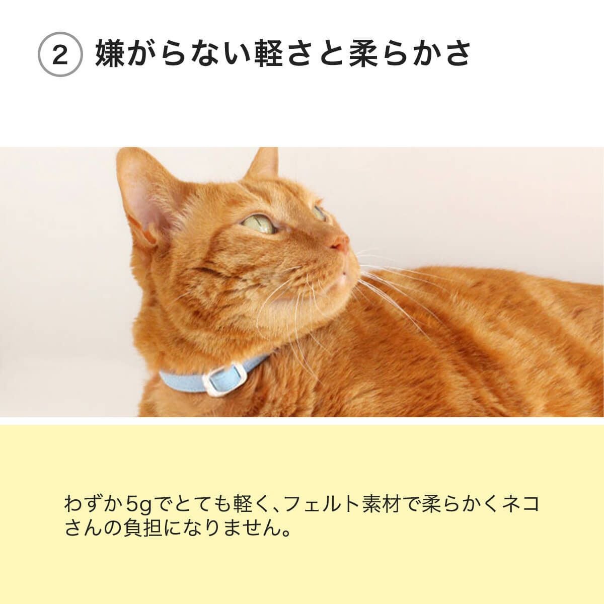 電話番号と名前入りの猫用首輪。迷子札不要で軽いから嫌がらない