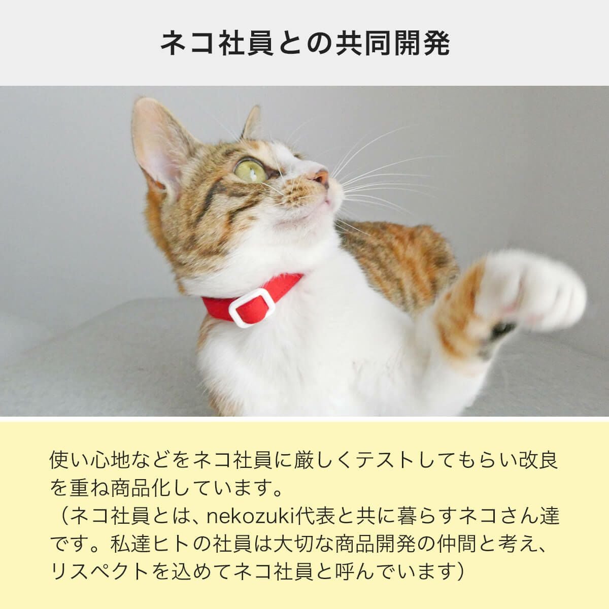 電話番号と名前入りの猫用首輪。迷子札不要で軽いから嫌がらない
