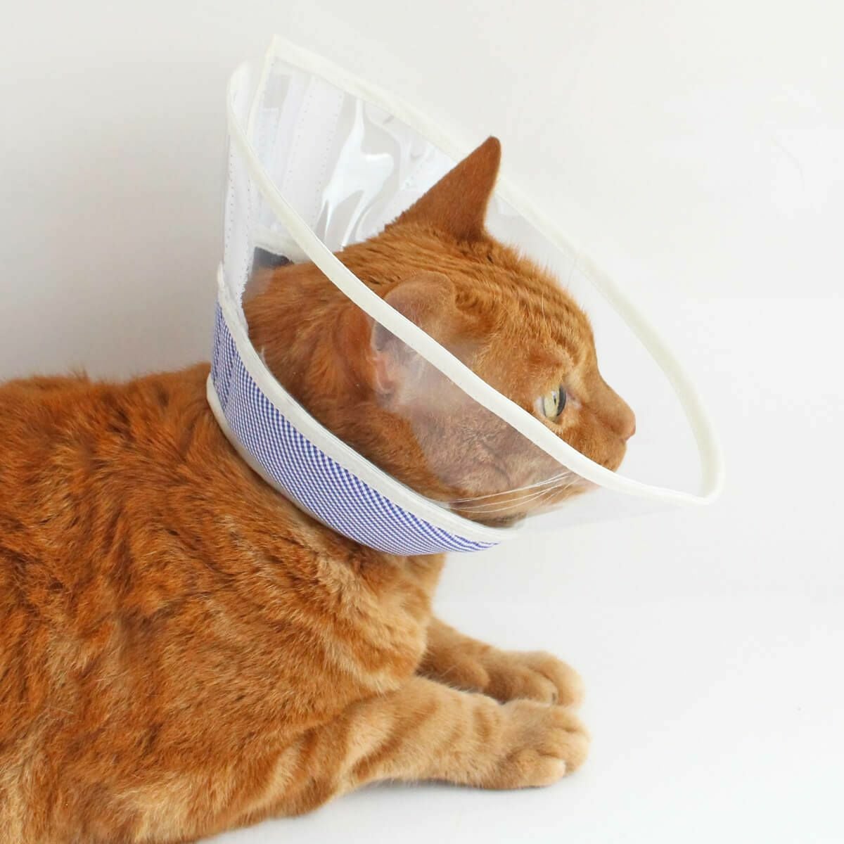 セミオーダーエリザベスカラー。フェザーカラー【透明・ソフト】