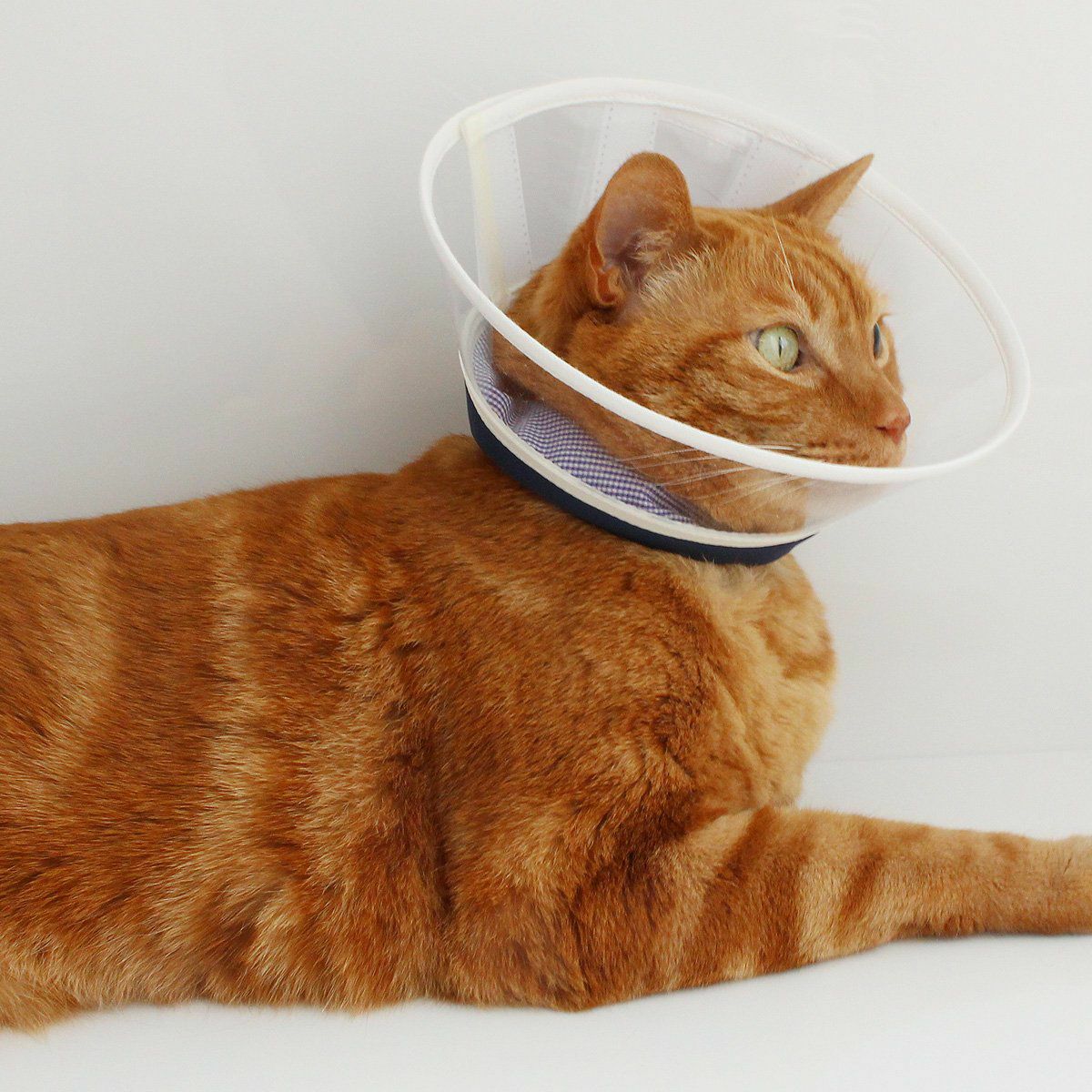 高さオーダー可。獣医推薦 エリザベスカラー・透明ハード