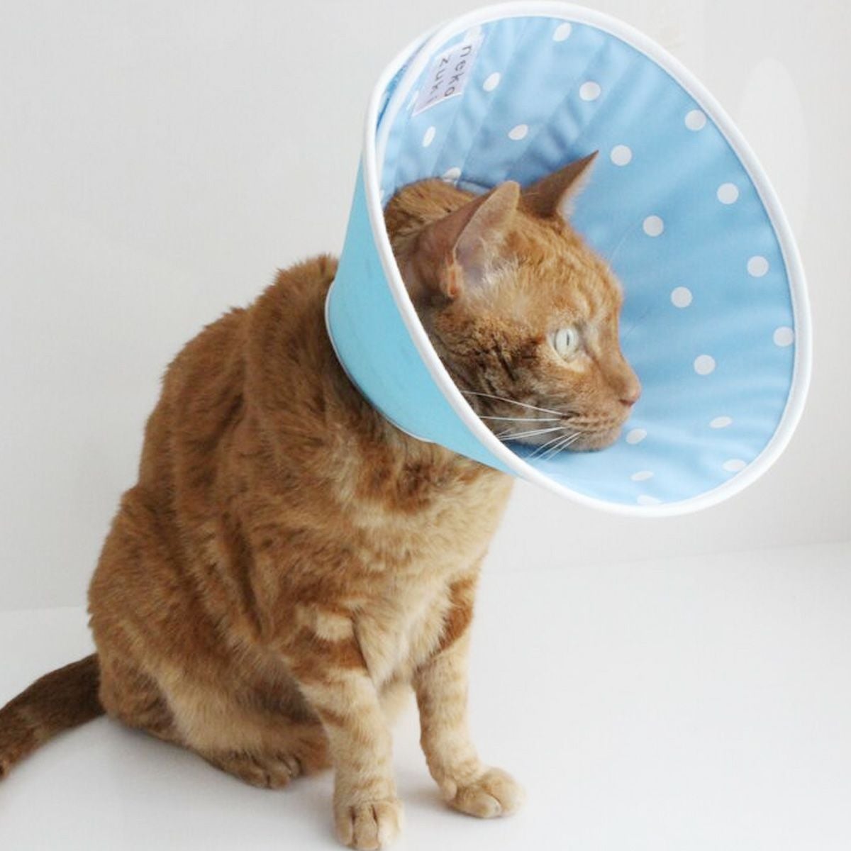 獣医おすすめ 患部保護の猫エリザベスカラー・布全面しん