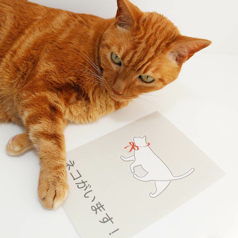 玄関に繰り返し貼ってはがせる特殊素材で便利。飛び出し防止ステッカードアネコいますLARGE