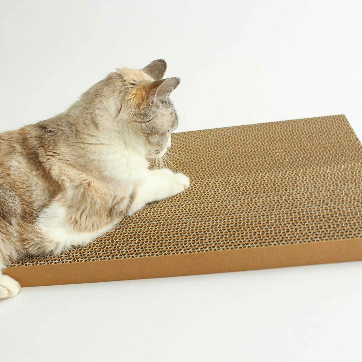 猫の爪とぎダンボール堅め2枚。好みが分からない問題を解決