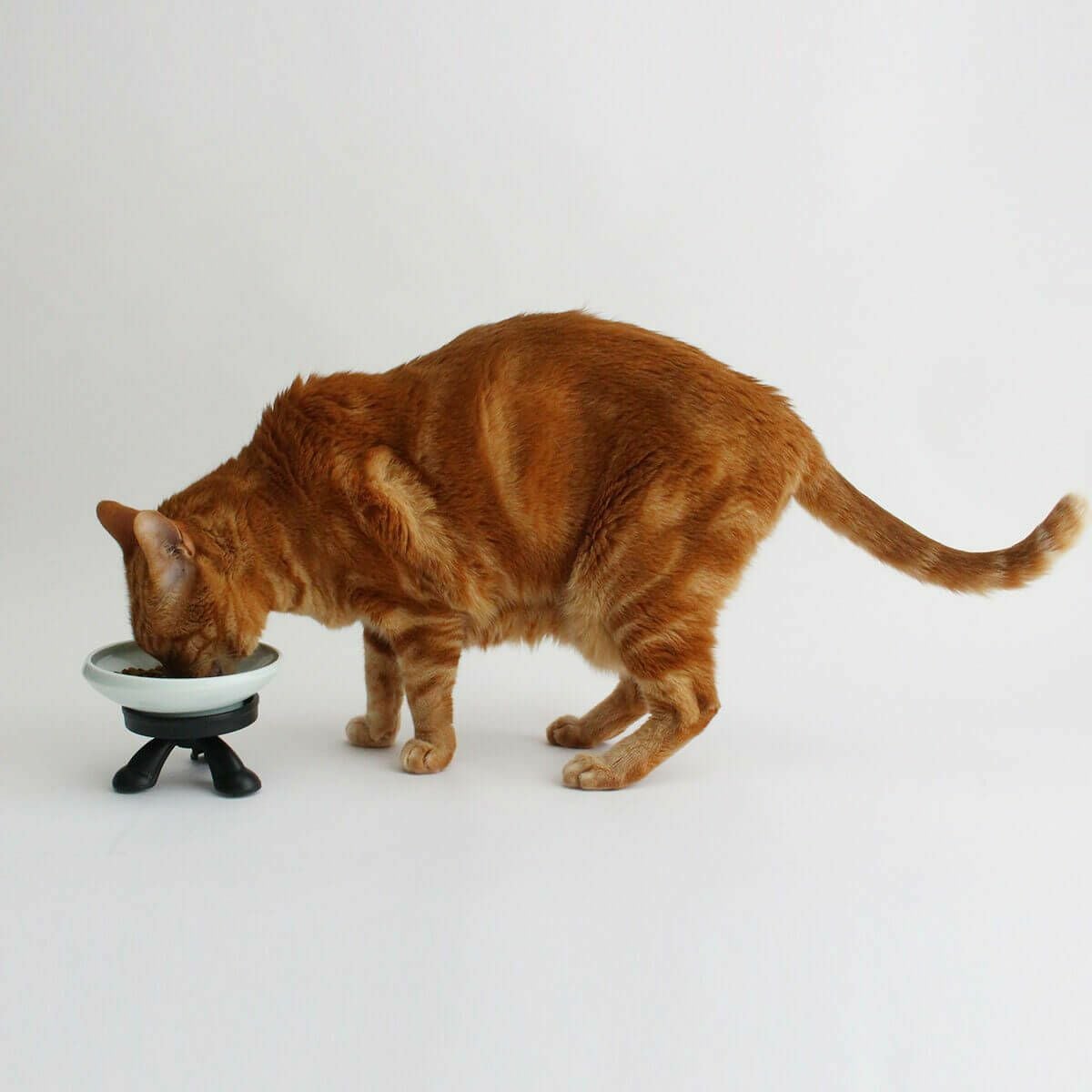 テレビで紹介】猫がエリザベスカラー着用中も食べやすい介護用食器台