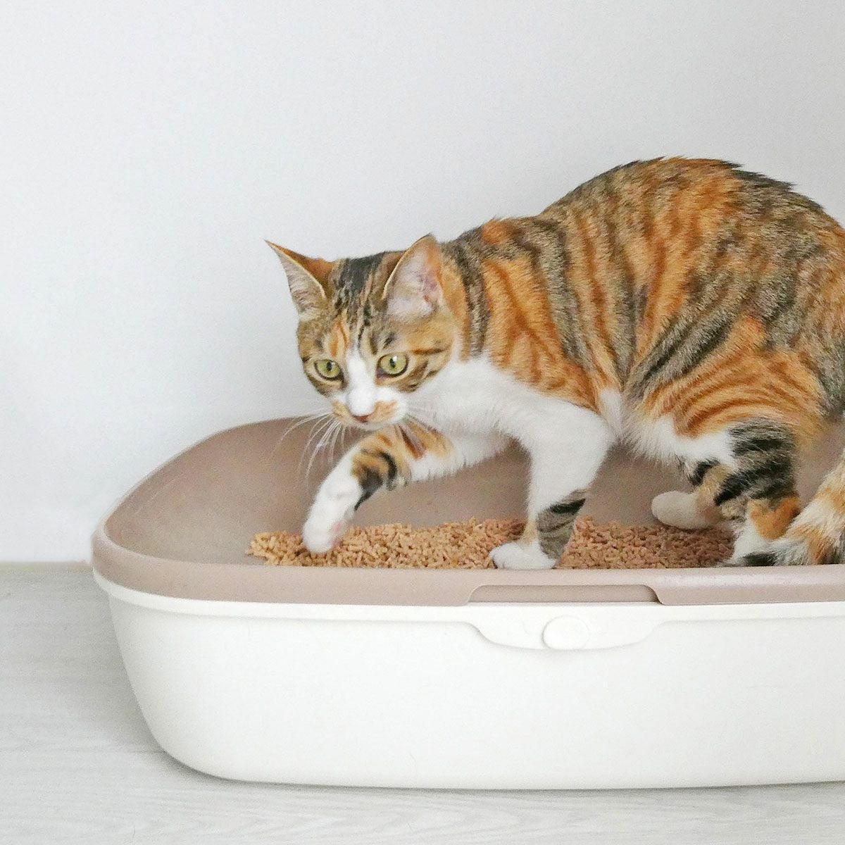 お試し価格・送料無料！猫の健康が心配な方へ。無添加でおすすめの猫砂2.5L