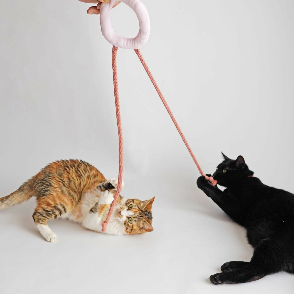 テレビで紹介】猫の安全を考慮したおもちゃ、くらげじゃらしで運動不足解消