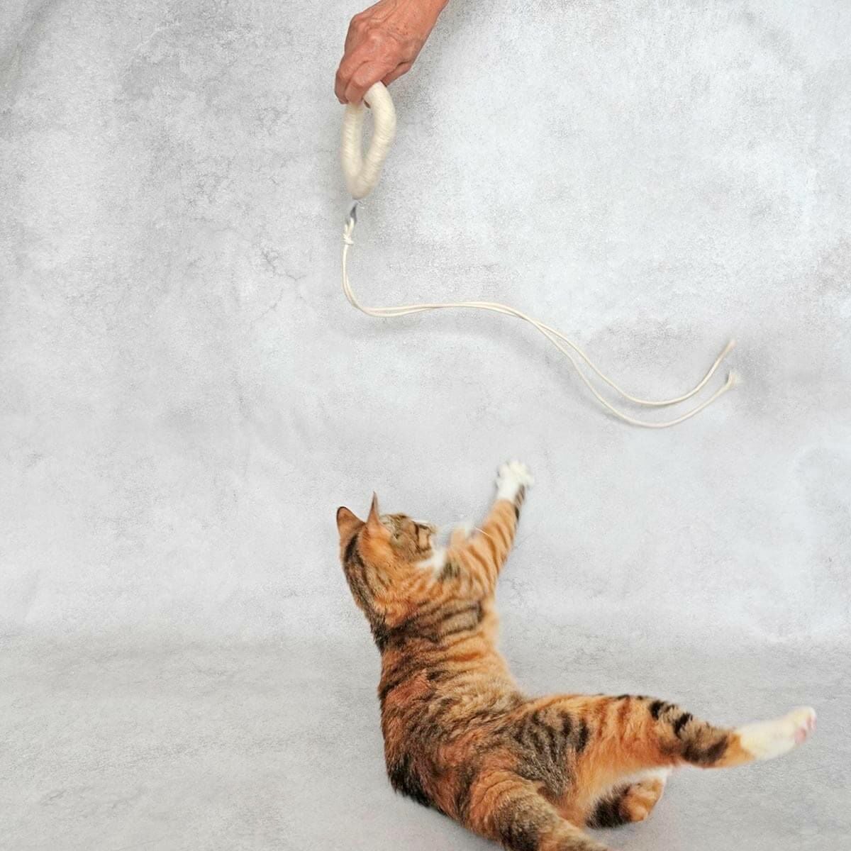 へつひもねこ ✨商品紹介✨ のびねこ群馬 ひもかわ のびねこベイビーぐんま 温泉