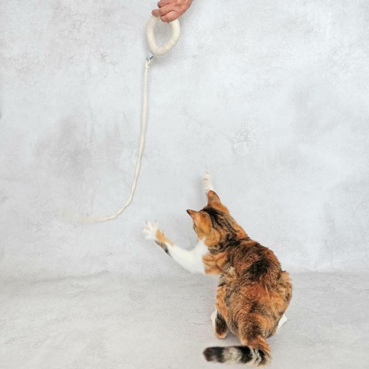 テレビで紹介】猫の安全を考慮したおもちゃ、くらげじゃらしで運動不足解消