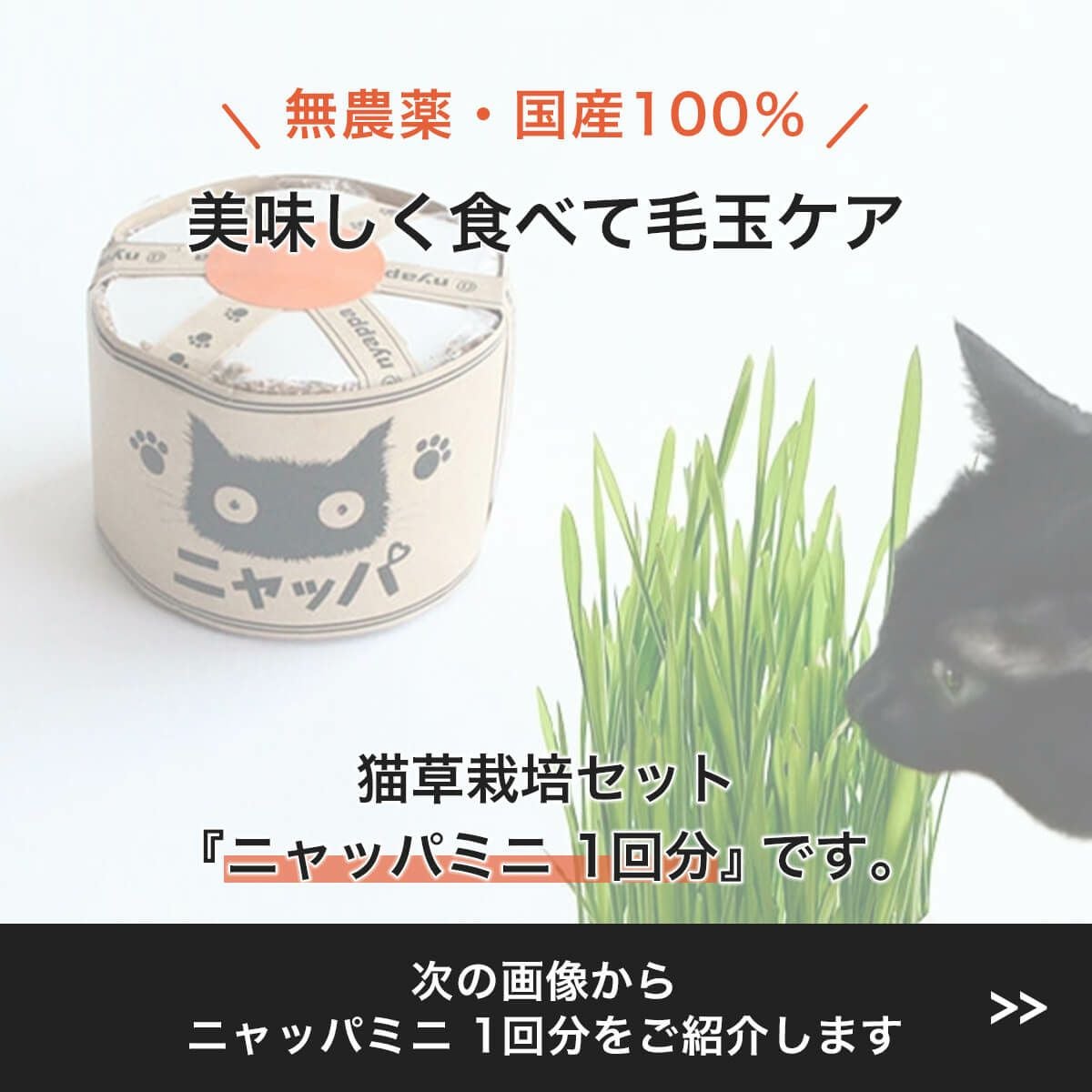 猫草ニャッパミニ 1回分 無農薬・有機栽培で安全安心の栽培キット