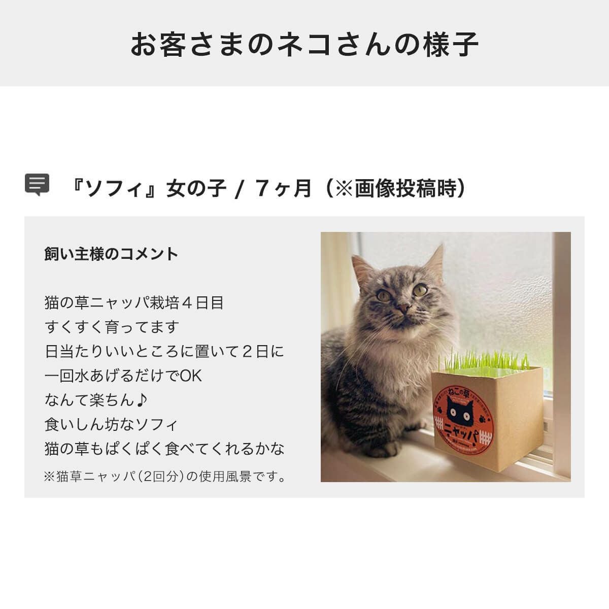 猫草ニャッパミニ 1回分 無農薬・有機栽培で安全安心の栽培キット