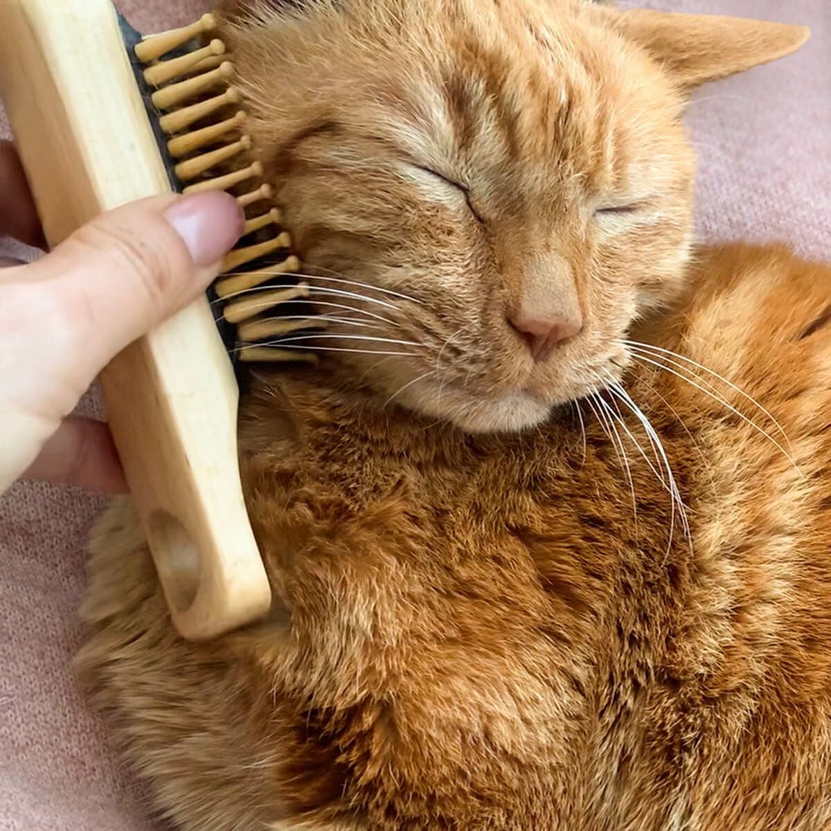 猫用ブラシ特集｜ブラシ嫌いも夢中に！やさしく気持ちいい設計
