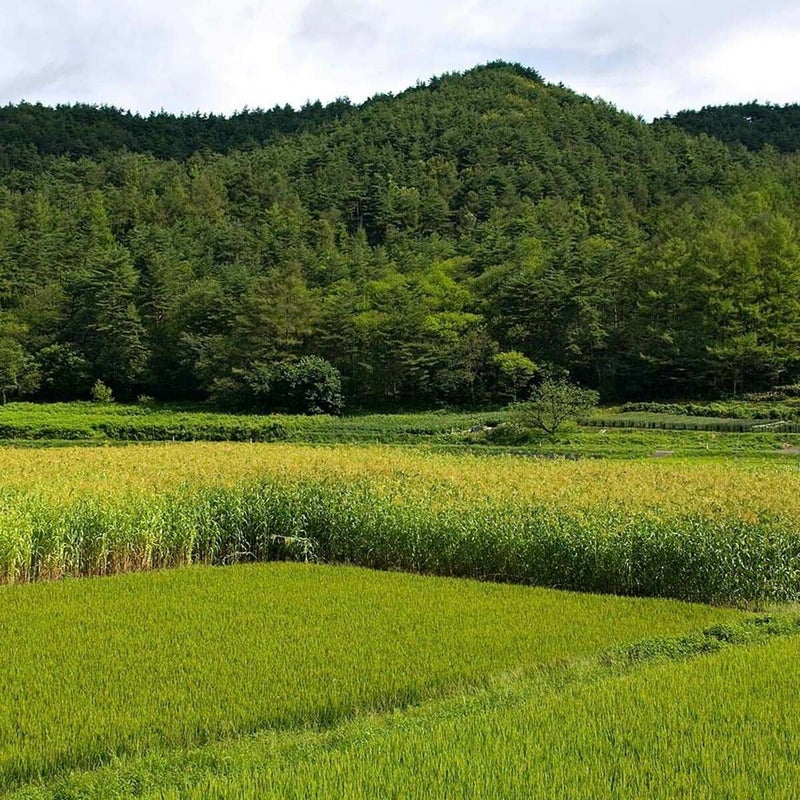 無農薬のホウキだからネコが舐めても安心。猫用ブラシなでねこ
