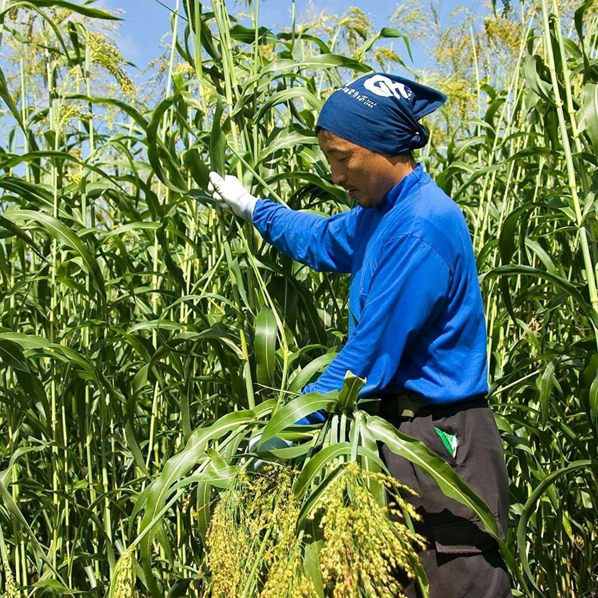 無農薬のホウキだからネコが舐めても安心。猫用ブラシなでねこ