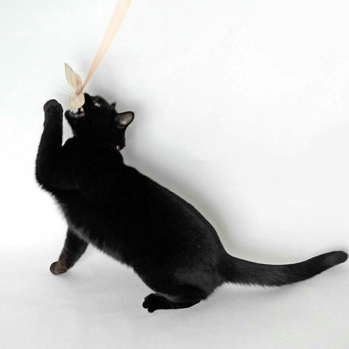 テレビで紹介】猫おもちゃのじゃらし たのしんぼう＋。好きなおもちゃ