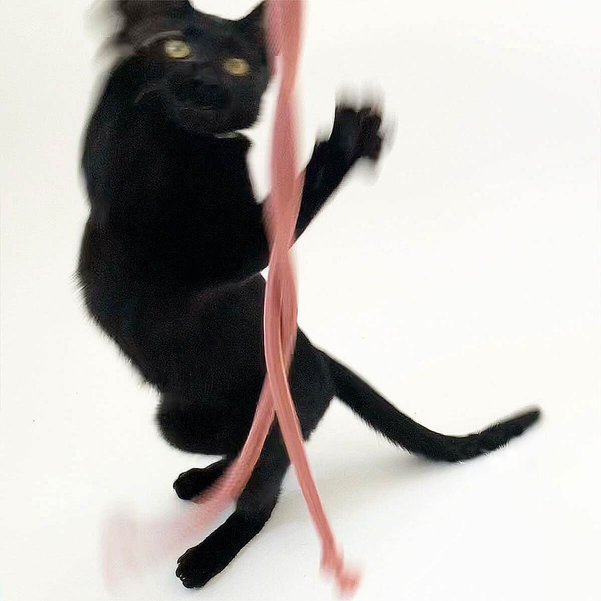 ねこずき三ツ星おもちゃ3点セット・さかなL篇 | nekozuki（ねこずき
