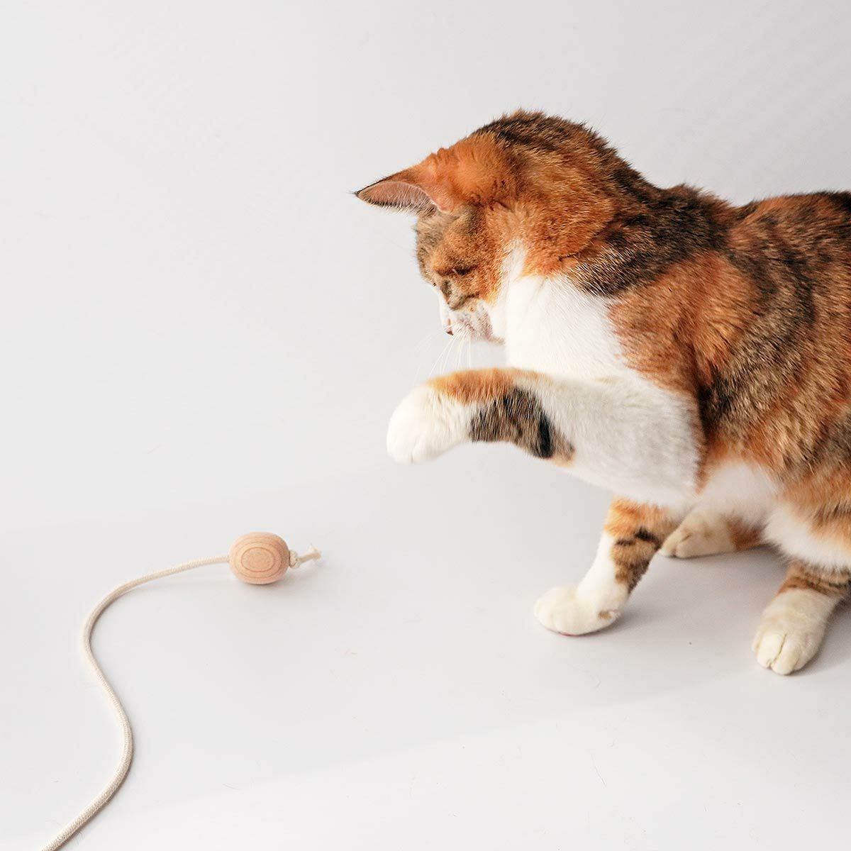 猫の運動不足解消を楽しく解消！無添加・木製ボールおもちゃ ねこずき