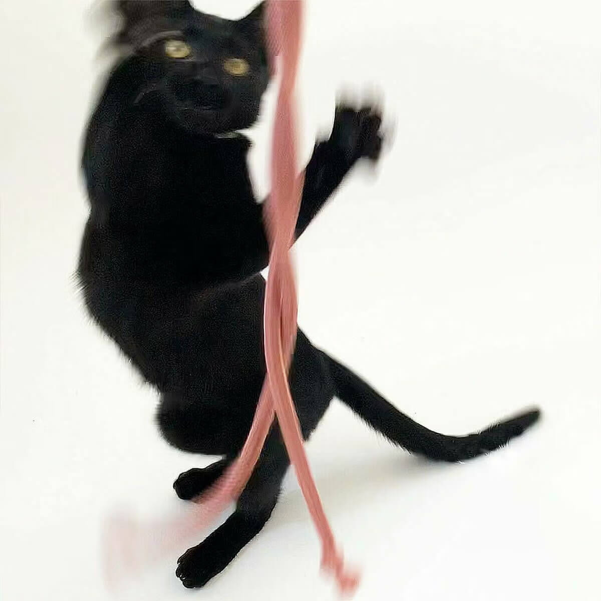 人気の猫おもちゃ2点セット。ボール＋猫じゃらし！日本製でギフトに