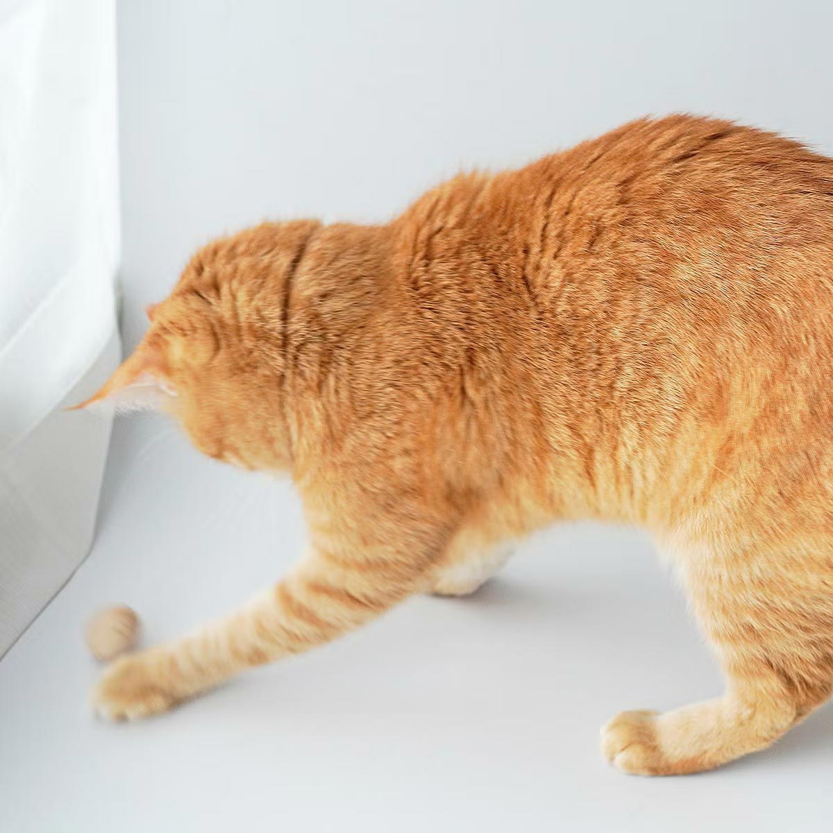 楽猫さん専用 人気の猫おもちゃ2点セット。ボール＋猫じゃらし！日本製でギフトに